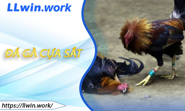Đá Gà Cựa Sắt