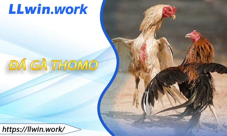 Đá Gà Thomo